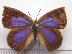 Arhopala japonica