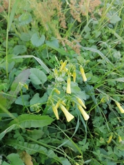 Oxalis pes-caprae