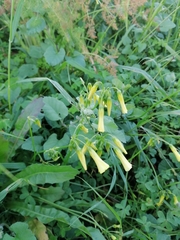 Oxalis pes-caprae