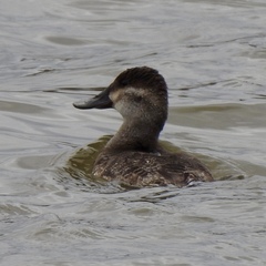 Oxyura jamaicensis