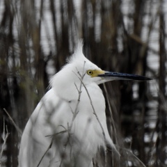 Egretta thula