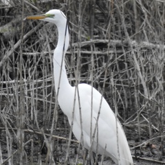 Ardea alba