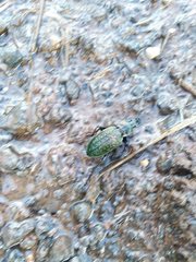 Carabus rugosus celtibericus