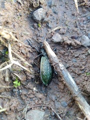 Carabus rugosus celtibericus