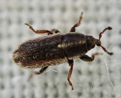 Mecinus circulatus