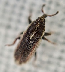 Mecinus circulatus