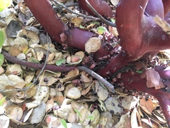 Arctostaphylos densiflora