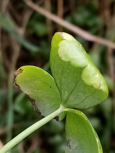 Image of Ranunculus macropus by (c) Joe Potter Butler, some rights reserved (CC BY)