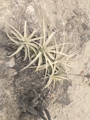 Tillandsia latifolia