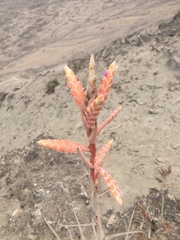 Tillandsia latifolia