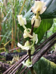 Epidendrum hymenodes