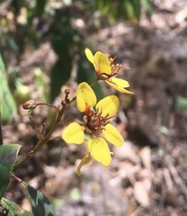 Galphimia langlassei