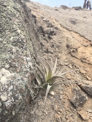 Tillandsia latifolia