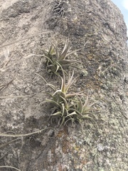 Tillandsia latifolia