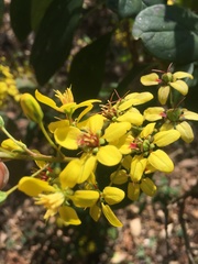 Galphimia langlassei