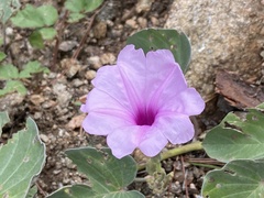 Ipomoea hieronymi