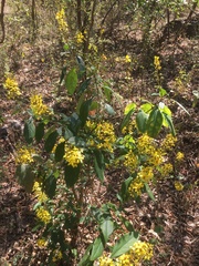 Galphimia langlassei
