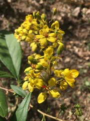 Galphimia langlassei