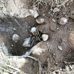 Lycosidae