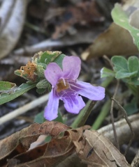 Dyschoriste hirsutissima