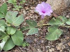Ipomoea hieronymi