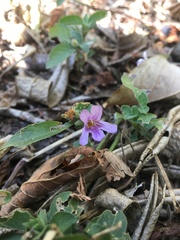 Dyschoriste hirsutissima