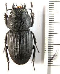 Serrognathus costatus