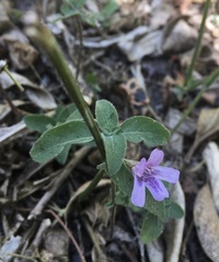 Dyschoriste hirsutissima