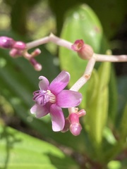 Image of Miconia reducens