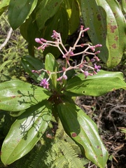 Miconia reducens
