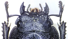 Serrognathus costatus