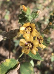 Abutilon trisulcatum