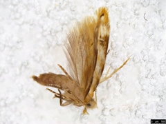 Erechthiinae