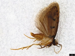 Scatochresis episema