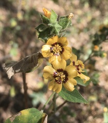 Abutilon trisulcatum