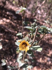 Abutilon trisulcatum