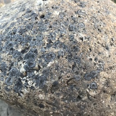 Lecanoromycetes