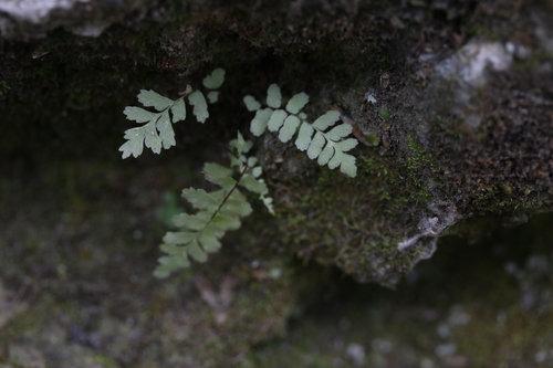 Aspleniaceae image