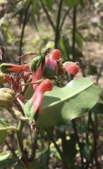 Euphorbia peritropoides