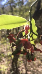 Euphorbia peritropoides