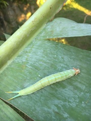 Opsiphanes invirae