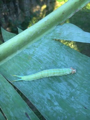 Opsiphanes invirae
