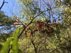 Euphorbia peritropoides