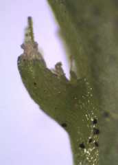 Symphyogyna subsimplex