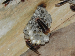Polistes ferreri