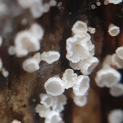 Lachnum brevipilosum