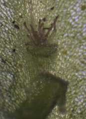 Symphyogyna subsimplex