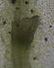 Symphyogyna subsimplex