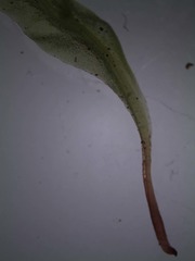 Symphyogyna subsimplex