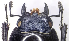 Serrognathus titanus elegans